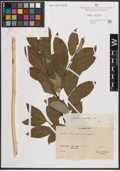 Foto von Salix caprea L.